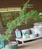 Bonsai, cay canh nghe thuat, cây cảnh nghệ thuật, cay the, cây thế, triển lãm bonsai, trien lam bonsai, triển lãm cây thế, trien lam cay the